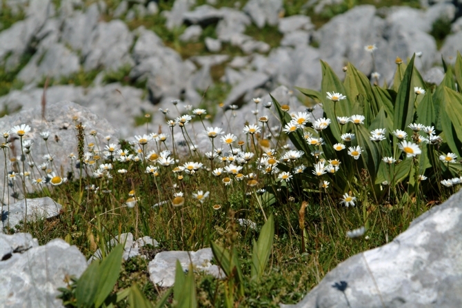 Margherite per Margherita (Ametista)